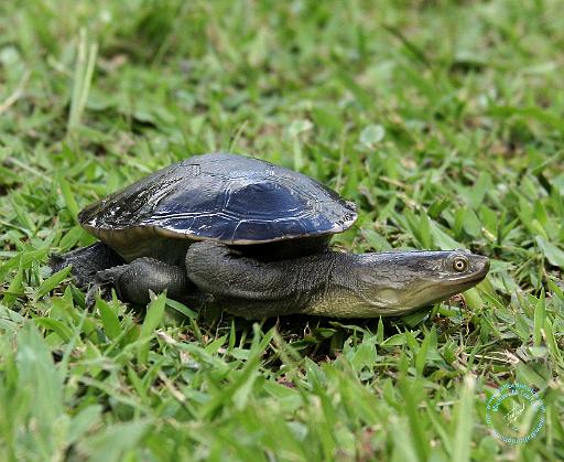 Australian Longnecked Turtle 9Y195D-049.JPG